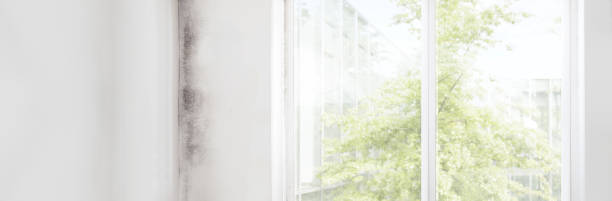 Professional Mold Removal in Chadds Ford, PA